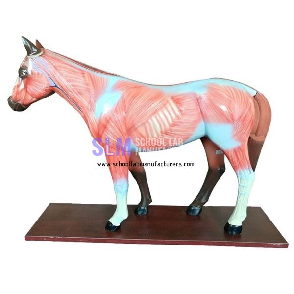 School Lab Teaching Horse Model