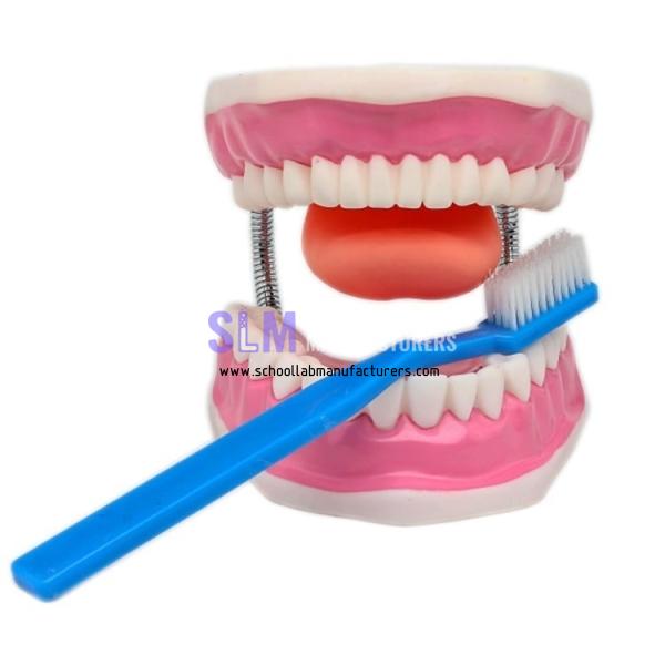 School Lab Teeth Dental Care Model