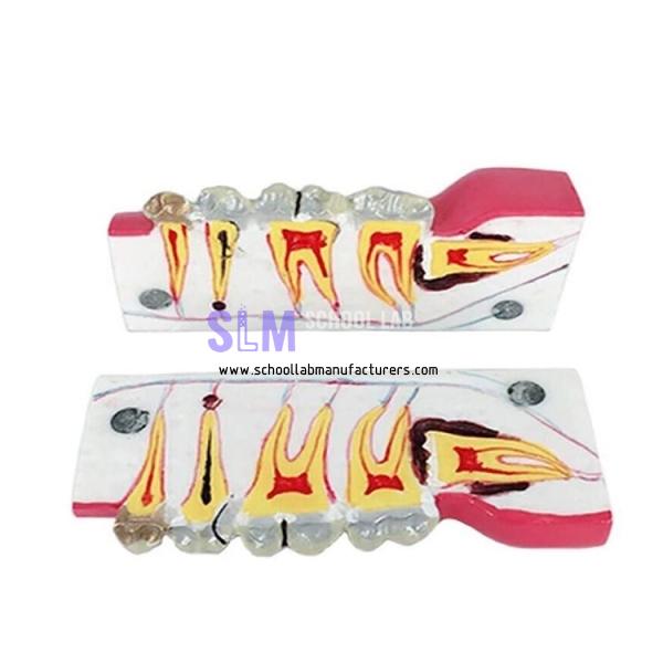 School Lab Teeth Model