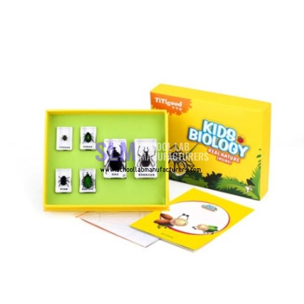 School Lab The Beetles In Armor Specimen