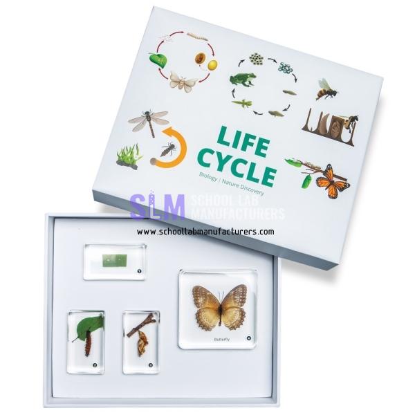 School Lab The Growth Of Butterfly Specimen