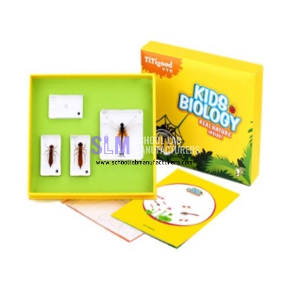 School Lab The Growth Of Dragonfly Specimen