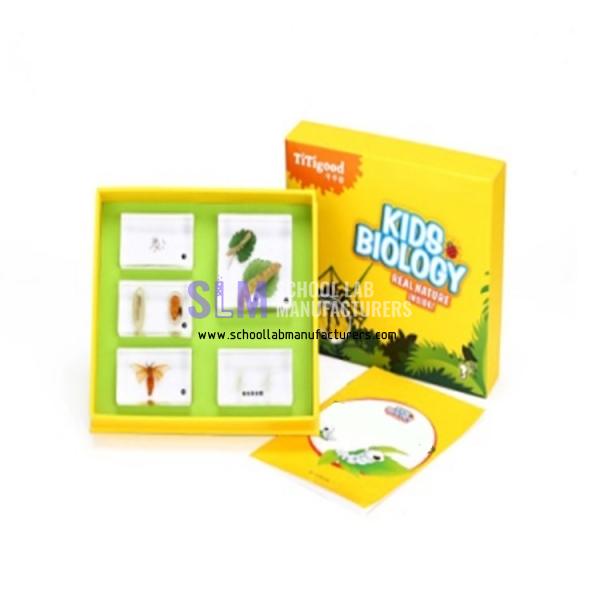 School Lab The Growth of Silkworm Specimen