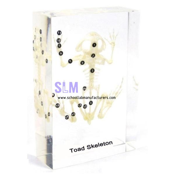 School Lab Toad Skeleton Embedded Specimen