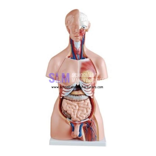School Lab Torso Life Size Bisexual Model