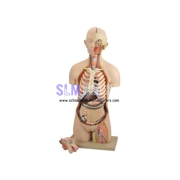 School Lab Torso Life size Interchangeable Sex Organs Model