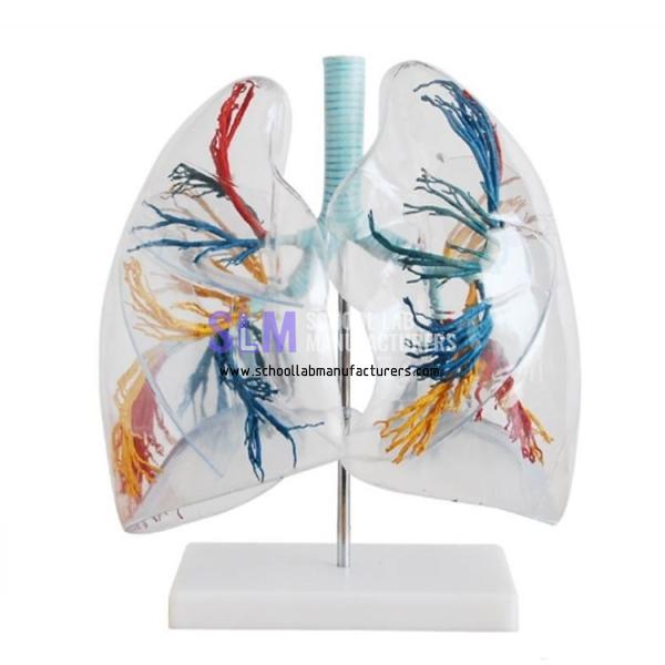 School Lab Transparent Lung Model