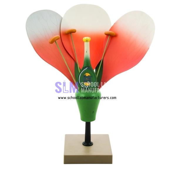 School Lab Typical Flower Model