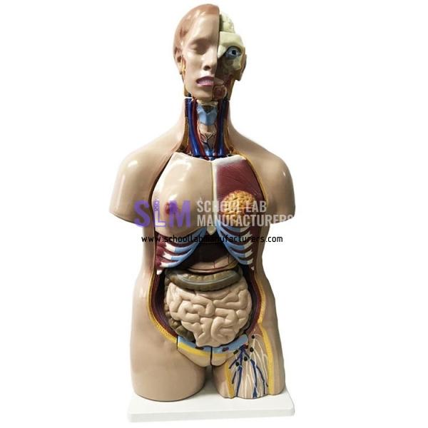 School Lab Unisex Human Anatomy Torso Model 32 Parts