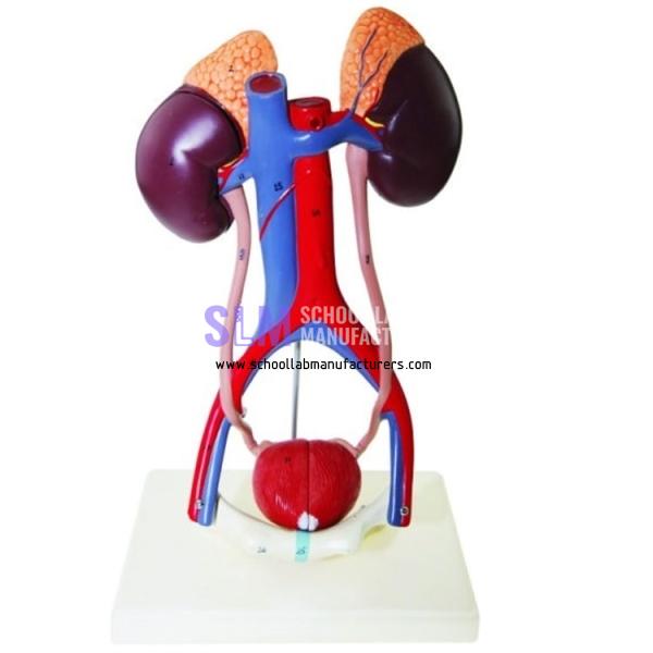 School Lab Urinary System Model