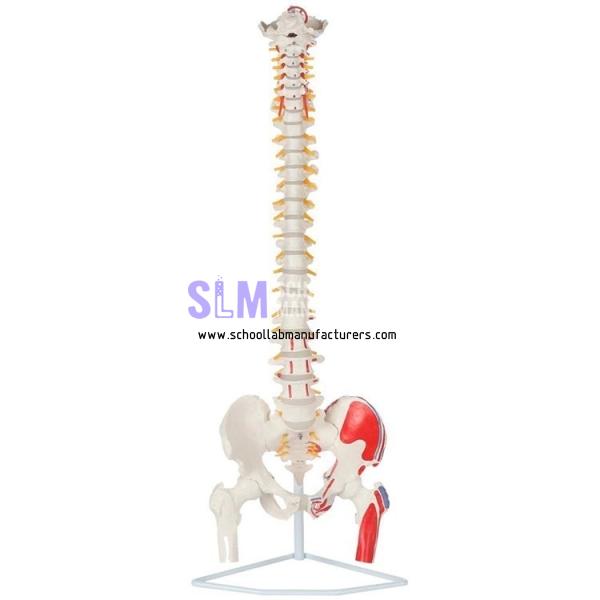 School Lab Vertebrae Spine Model